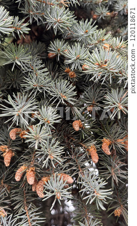 Blue or grey pine, for a festive background,  coniferous tree branches with cones. 120118671