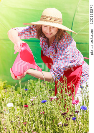 woman watering flowers in garden woman watering flowers in garden 120118873