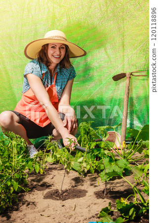 woman with gardening tool working in greenhouse 120118896