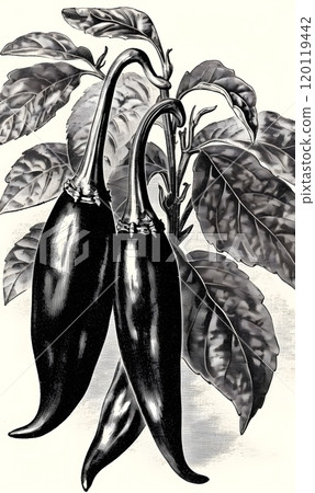 Vintage black and white illustration of chili peppers for culinary art prints Vintage black and white illustration of chili peppers for culinary art prints 120119442