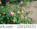 公園鮮花 120120151