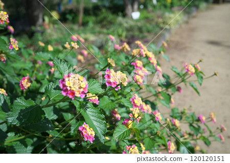 Park flowers Park flowers 120120151