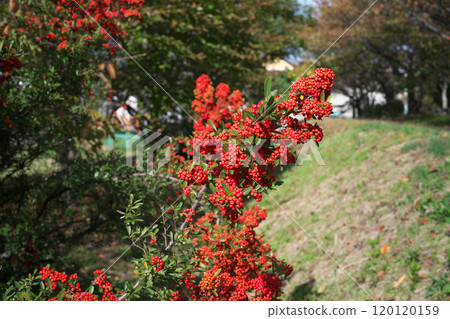 Small park Small park 120120159