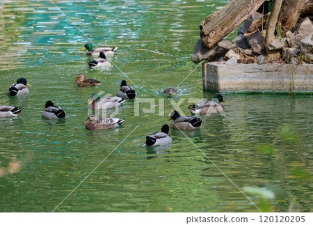 A flock of mallard ducks swims in a pond, spring day 120120205