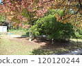 公園的秋葉 120120244