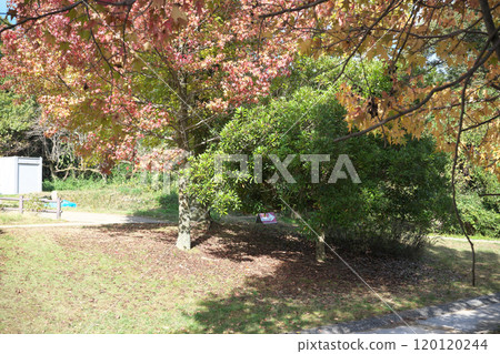 Autumn leaves of the park Autumn leaves of the park 120120244
