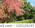 公園的秋葉 120120245