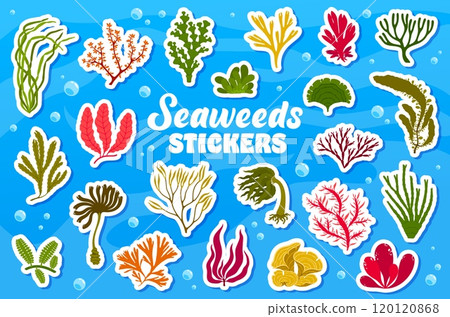 Underwater seaweeds stickers pack. Vector patches set of vibrant underwater plants. Ocean and sea vegetation. Playful, aquatic adhesive decals for scrapbooking or creative decorations for kids hobbies Underwater seaweeds stickers pack. Vector patches set of vibrant underwater plants. Ocean and sea vegetation. Playful, aquatic adhesive decals for scrapbooking or creative decorations for kids hobbies 120120868