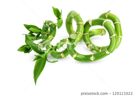 Green bamboo with leaves isolated on white background with full depth of field Green bamboo with leaves isolated on white background with full depth of field 120121022