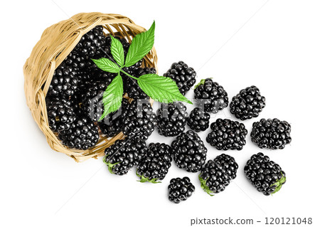 blackberry with leaf in in a wicker basket isolated on a white background. Top view. Flat lay 120121048
