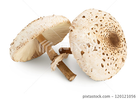 Parasol mushroom or Macrolepiota procera isolated on white background Parasol mushroom or Macrolepiota procera isolated on white background 120121056