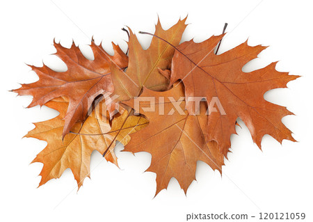 Autumn oak leaf isolated on white background. Fall season foliage. Top view. Flat lay 120121059