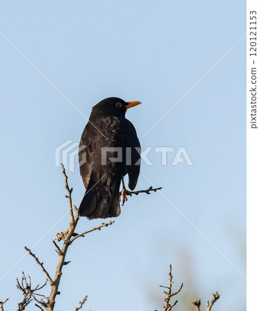 Blackird (Turdus merula) at nature reserve Guadalhorce, near Malaga in Andalusia, Spain. Blackird (Turdus merula) at nature reserve Guadalhorce, near Malaga in Andalusia, Spain. 120121153