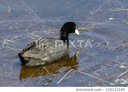 Coot (Fulica atra) swimming in the pond Laguna Escondida at Guadalhorce nature reserve outside Malaga, Andalusia, Spain. 120121585