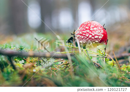Young Amanita Muscaria, Known as the Fly Agaric or Fly Amanita Young Amanita Muscaria, Known as the Fly Agaric or Fly Amanita 120121727