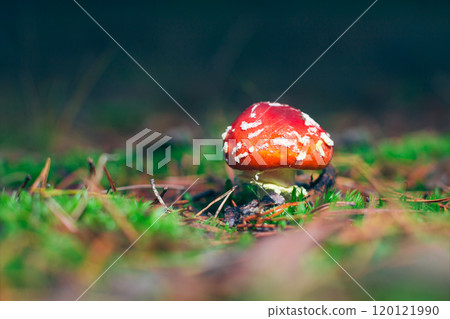 Young Amanita Muscaria, Known as the Fly Agaric or Fly Amanita Young Amanita Muscaria, Known as the Fly Agaric or Fly Amanita 120121990