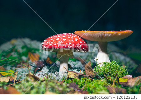 Mature Amanita Muscaria, Known as the Fly Agaric or Fly Amanita Mature Amanita Muscaria, Known as the Fly Agaric or Fly Amanita 120122133