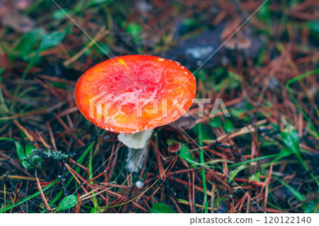 Mature Amanita Muscaria, Known as the Fly Agaric or Fly Amanita Mature Amanita Muscaria, Known as the Fly Agaric or Fly Amanita 120122140
