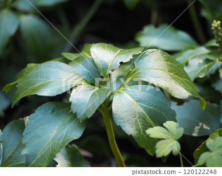 Evergreen small shrub, Fukkisou Evergreen small shrub, Fukkisou 120122248