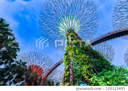 Singapore Gardens by the Bay Night Show Singapore Gardens by the Bay Night Show 120122493