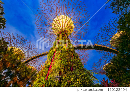 Singapore Gardens by the Bay Night Show Singapore Gardens by the Bay Night Show 120122494