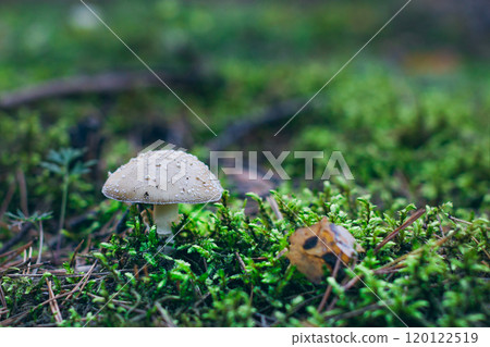 Amanita Pantherina, Known as the Panther Cap, False Blusher and Panther Amanita 120122519