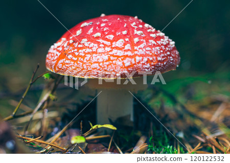 Mature Amanita Muscaria, Known as the Fly Agaric or Fly Amanita Mature Amanita Muscaria, Known as the Fly Agaric or Fly Amanita 120122532