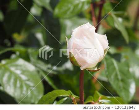 淺粉色玫瑰我的花園 淺粉色玫瑰我的花園 120122645