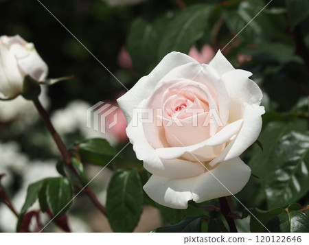 淺粉色玫瑰我的花園 淺粉色玫瑰我的花園 120122646