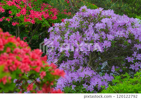 Azalea 120122792