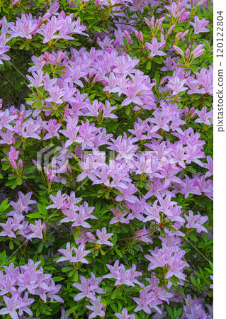 Azalea Azalea 120122804