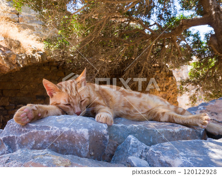 A brown tabby cat relaxing on a stone in the shade of a tree at the ruins (Spinalonga, Crete, Greece) A brown tabby cat relaxing on a stone in the shade of a tree at the ruins (Spinalonga, Crete, Greece) 120122928