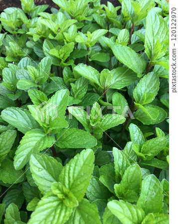 香草新鮮薄荷葉 120122970