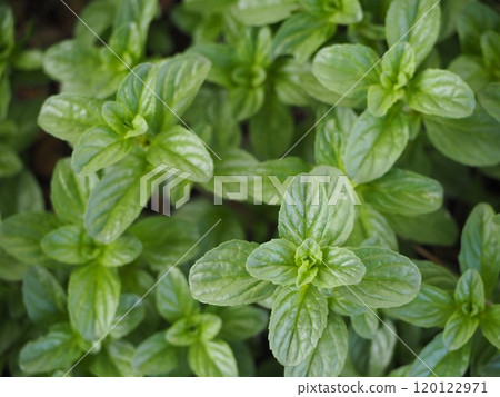 Herb Mint leaves Herb Mint leaves 120122971