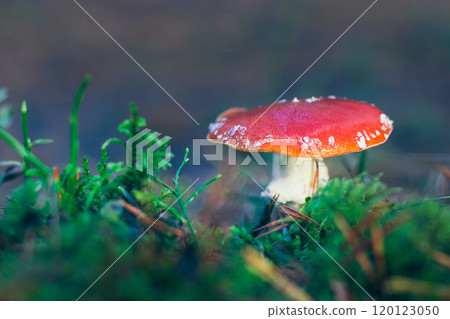 Amanita Muscaria, Known as the Fly Agaric or Fly Amanita 120123050