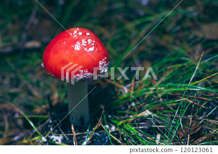 Young Amanita Muscaria, Known as the Fly Agaric or Fly Amanita 120123061