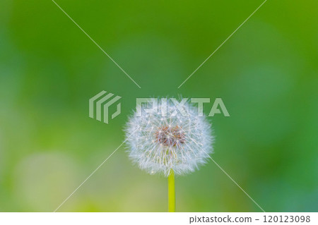  Dandelion 120123098