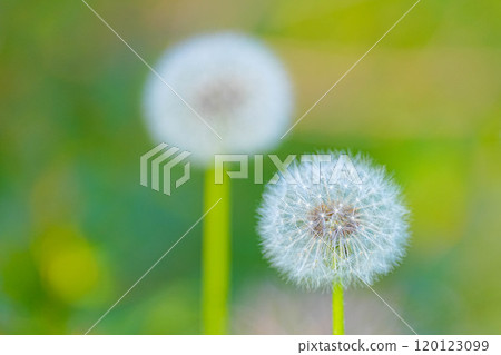 蒲公英 蒲公英 120123099