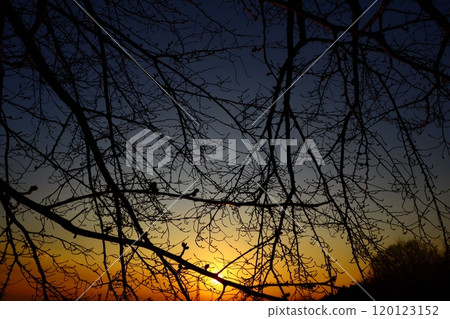 Dead trees dyed in the sunset 120123152