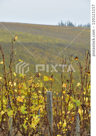Sancerre, France. Vineyards in Sancerre turn color after harvest on November 3, 2024. Sancerre, France. Vineyards in Sancerre turn color after harvest on November 3, 2024. 120123157