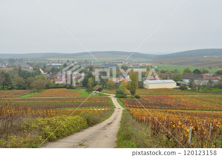 Sancerre, France. Vineyards in Sancerre turn color after harvest on November 3, 2024. Sancerre, France. Vineyards in Sancerre turn color after harvest on November 3, 2024. 120123158