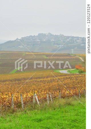 Sancerre, France. A view of colorful vineyards with the hilltop town of Sancerre in the background on November 3, 2024. 120123524