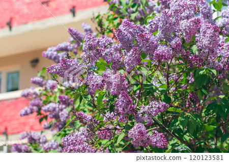 Lilac Bush Blooms in Spring at Daytime 120123581