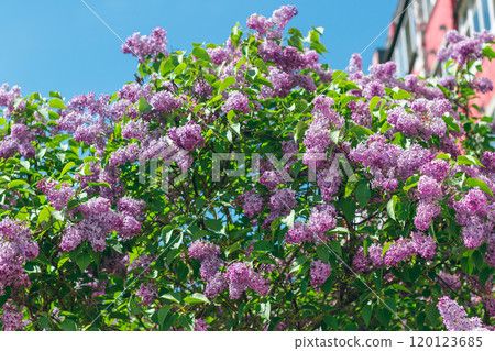 Lilac Bush Blooms in Spring at Daytime Lilac Bush Blooms in Spring at Daytime 120123685