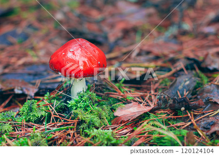 Amanita Muscaria, Known as the Fly Agaric or Fly Amanita 120124104