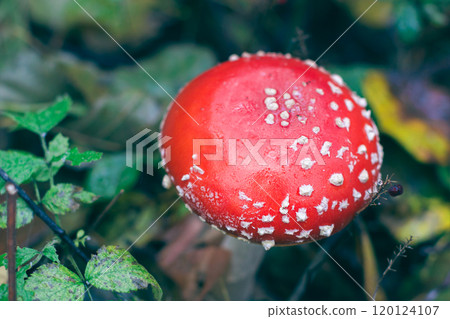 Mature Amanita Muscaria, Known as the Fly Agaric or Fly Amanita Mature Amanita Muscaria, Known as the Fly Agaric or Fly Amanita 120124107