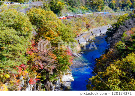 秋葉和 DL 群馬 120124371