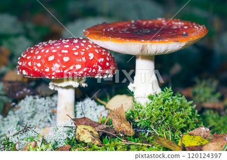 Mature Amanita Muscaria, Known as the Fly Agaric or Fly Amanita 120124397