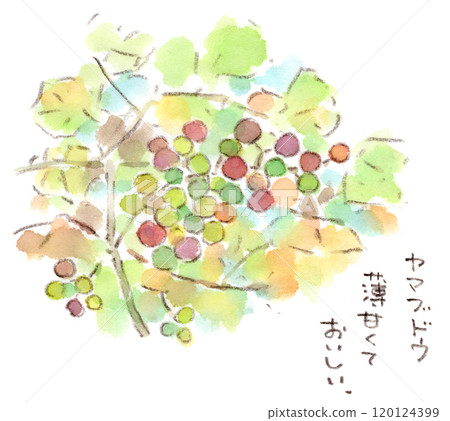秋季植物、野生葡萄的水彩插圖（Yamabudo） 120124399
