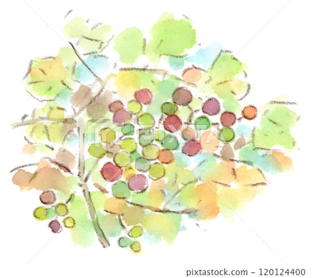 Autumn plant, watercolor illustration of wild grapes Autumn plant, watercolor illustration of wild grapes 120124400